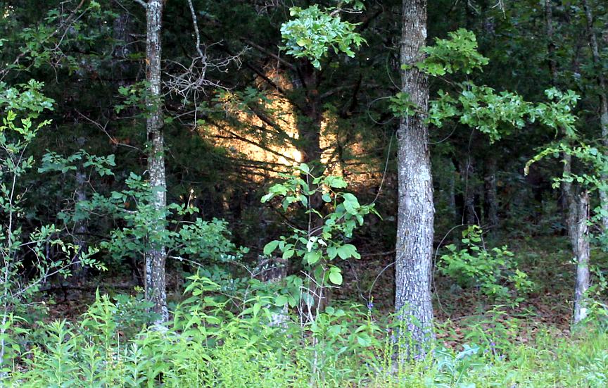 Sunlight filtering through a dense forest in the Ozarks
